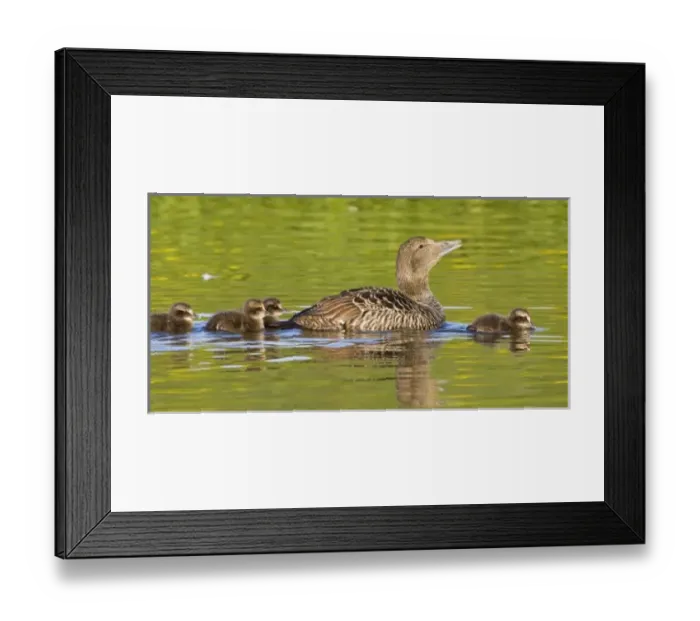 Framed Print : Europe, Iceland Framed Print : Europe, Iceland