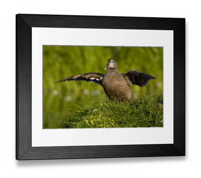 Framed Print : Europe, Iceland Framed Print : Europe, Iceland