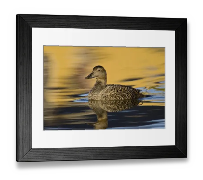 Framed Print : Europe, Iceland Framed Print : Europe, Iceland
