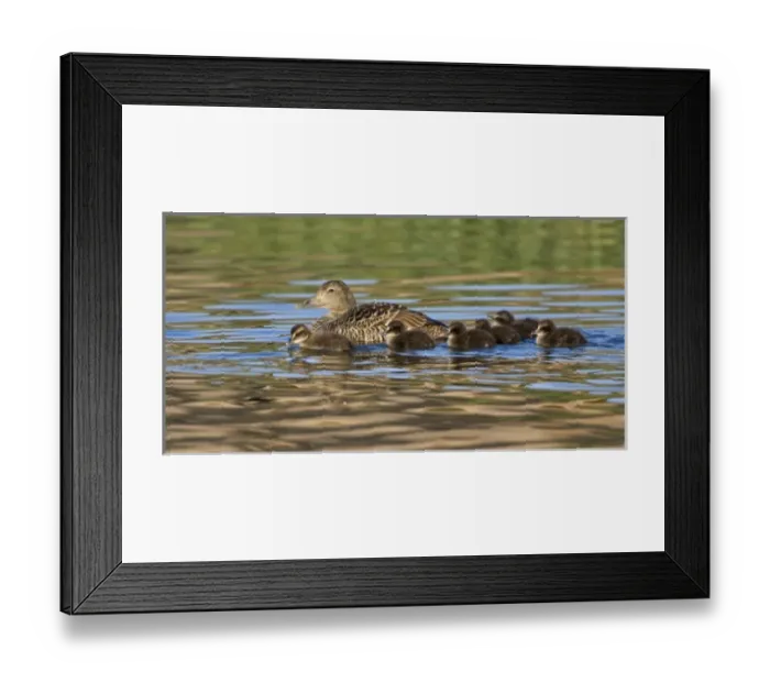 Framed Print : Europe, Iceland Framed Print : Europe, Iceland