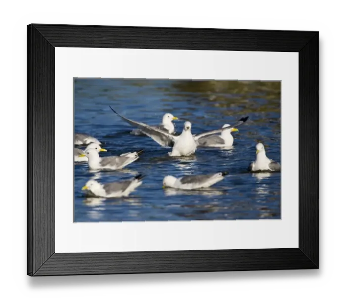 Framed Print : Black-legged Kittiwakes bathe in pond near Snaefellsness, Iceland Framed Print : Black-legged Kittiwakes bathe in pond near Snaefellsness, Iceland