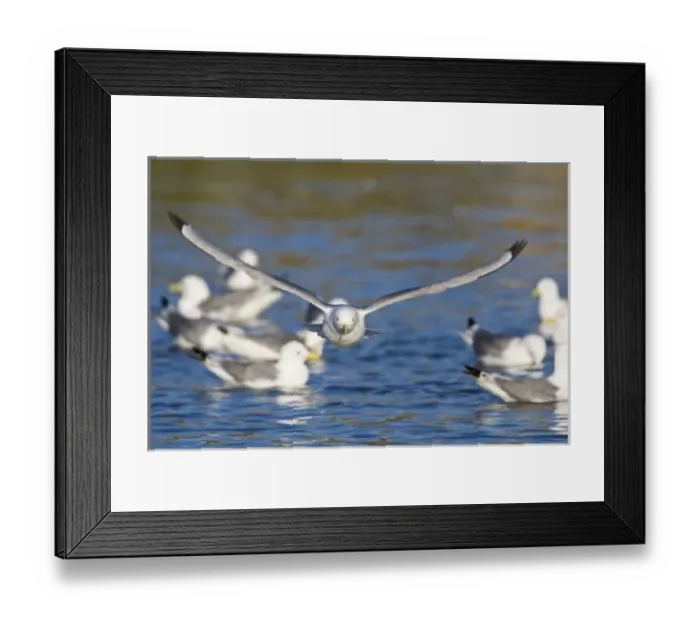 Framed Print : Black-legged Kittiwakes bathe in pond near Snaefellsness, Iceland Framed Print : Black-legged Kittiwakes bathe in pond near Snaefellsness, Iceland