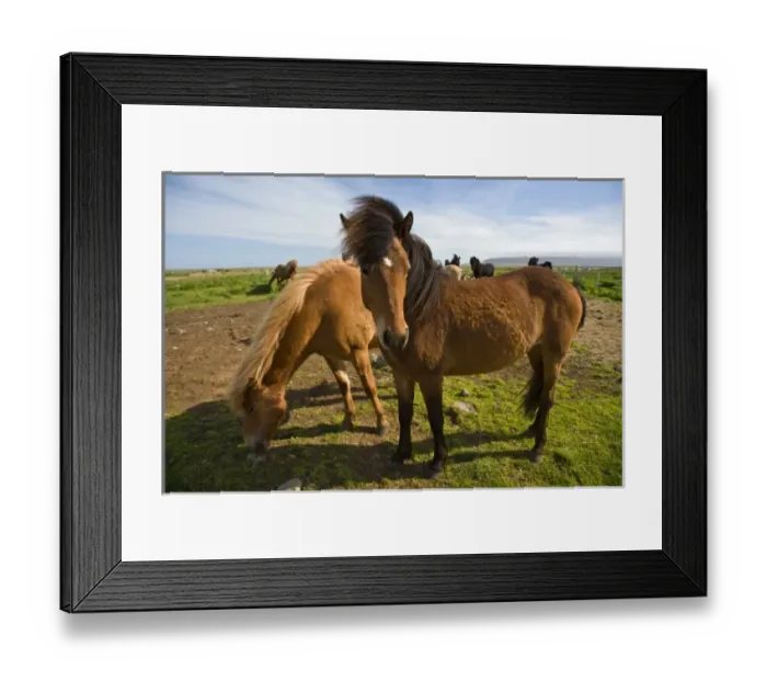 Framed Print : Icelandic Horses graze in northeastern Iceland Framed Print : Icelandic Horses graze in northeastern Iceland