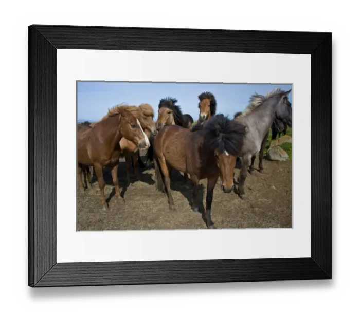 Framed Print : Icelandic Horses in northeastern Iceland Framed Print : Icelandic Horses in northeastern Iceland