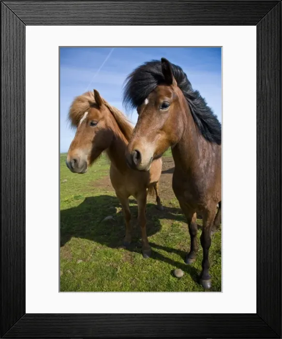 Framed Print : Icelandic Horses in northeastern Iceland
