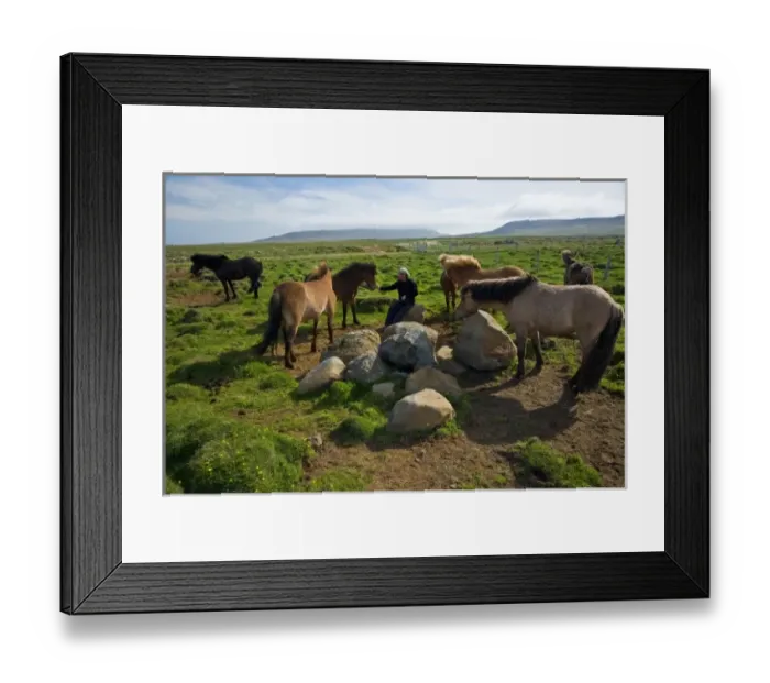 Framed Print : Icelandic Horses in northeastern Iceland Framed Print : Icelandic Horses in northeastern Iceland