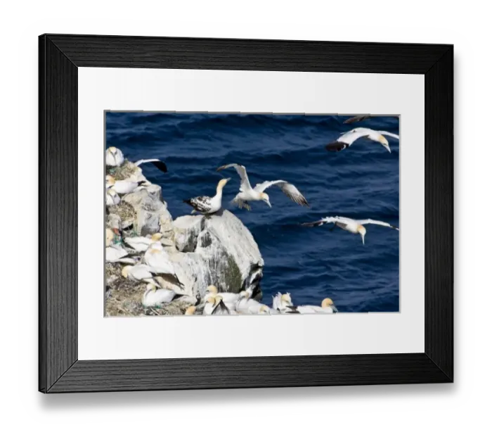 Framed Print : Northern Gannet colony in northeastern Iceland Framed Print : Northern Gannet colony in northeastern Iceland