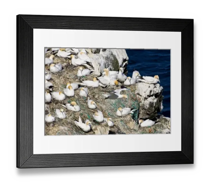 Framed Print : Europe, Iceland Framed Print : Europe, Iceland