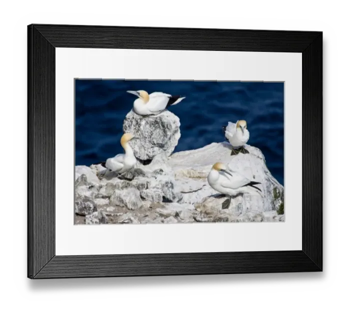 Framed Print : Northern Gannet colony in northeastern Iceland Framed Print : Northern Gannet colony in northeastern Iceland