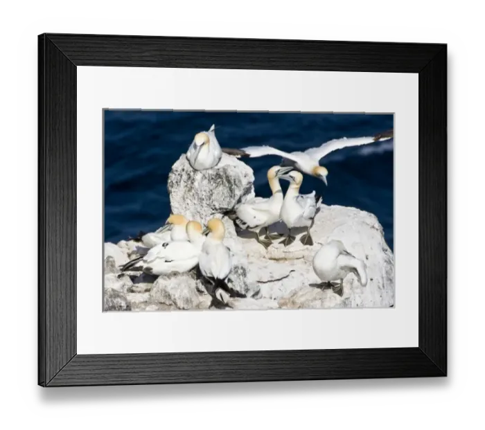 Framed Print : Northern Gannet colony in northeastern Iceland Framed Print : Northern Gannet colony in northeastern Iceland