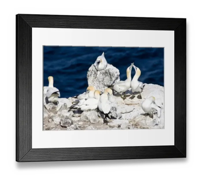 Framed Print : Northern Gannet colony in northeastern Iceland Framed Print : Northern Gannet colony in northeastern Iceland