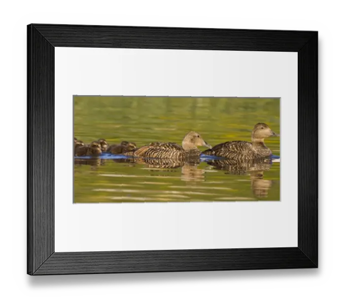 Framed Print : Europe, Iceland Framed Print : Europe, Iceland