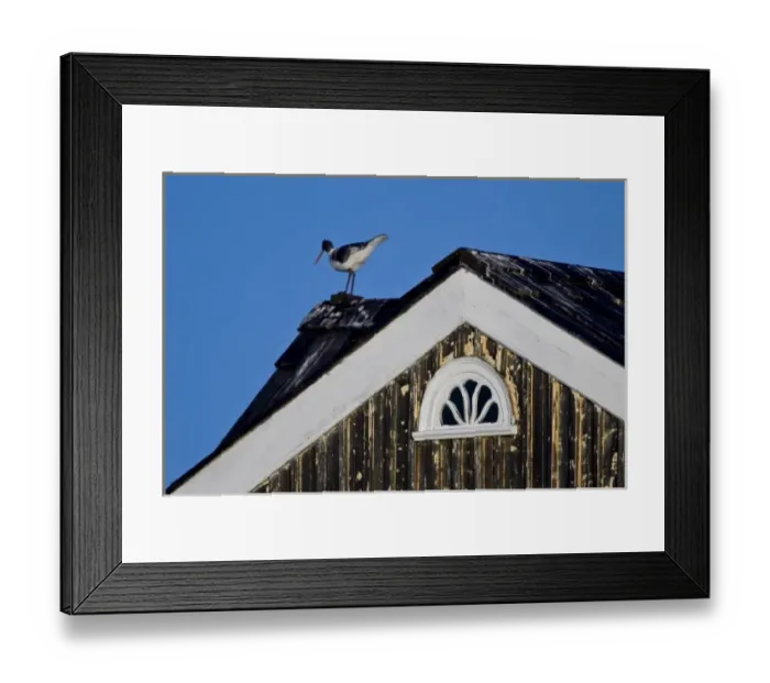 Framed Print : Carved Oystercatcher decorates house gable in Iceland Framed Print : Carved Oystercatcher decorates house gable in Iceland