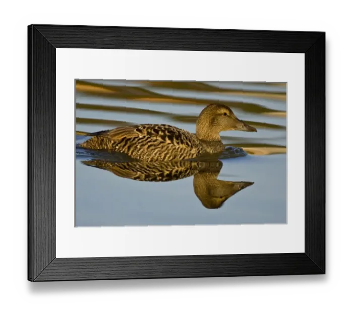 Framed Print : Eider female swims in pond near Snaefellsness, Iceland Framed Print : Eider female swims in pond near Snaefellsness, Iceland
