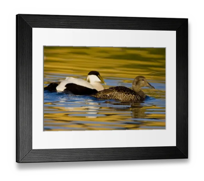 Framed Print : Europe, Iceland Framed Print : Europe, Iceland