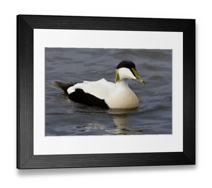Framed Print : Male Eider duck swims in a city pond in Reykjavik, Iceland Framed Print : Male Eider duck swims in a city pond in Reykjavik, Iceland