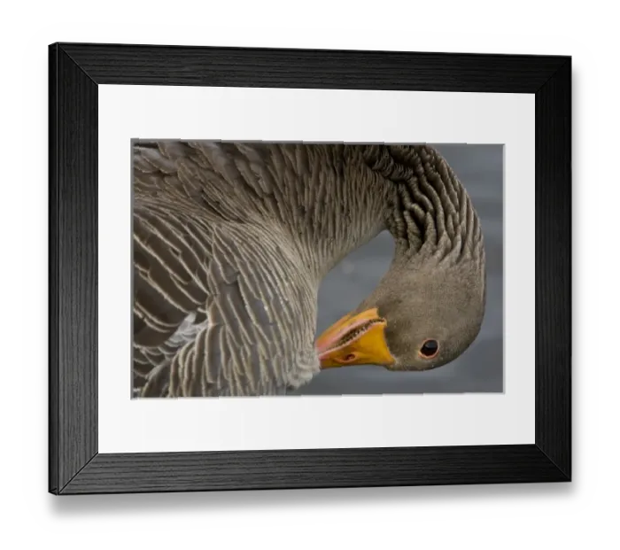 Framed Print : Greylag goose at a pond in Reykjavik, Iceland
