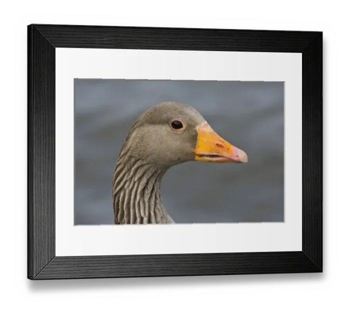 Framed Print : Greylag goose at a pond in Reykjavik, Iceland