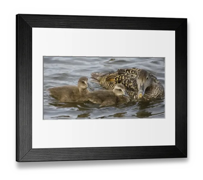 Framed Print : Unknown. Female Eider duck and chicks swim in a city pond in Reykjavik, Iceland Framed Print : Unknown. Female Eider duck and chicks swim in a city pond in Reykjavik, Iceland