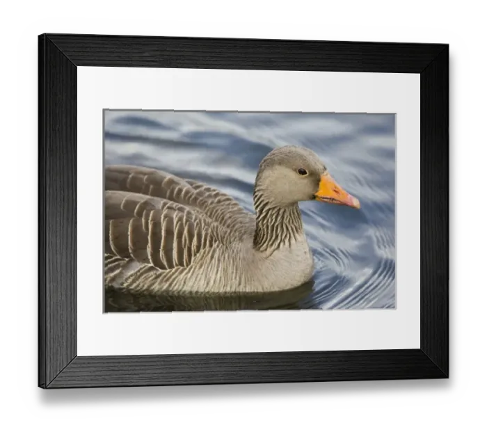 Framed Print : Europe, Iceland Framed Print : Europe, Iceland