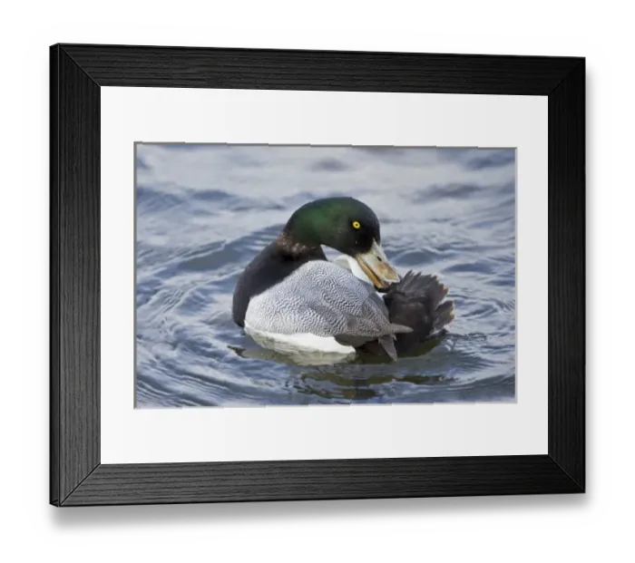Framed Print : Male Scaup at a pond in Reykjavik, Iceland Framed Print : Male Scaup at a pond in Reykjavik, Iceland