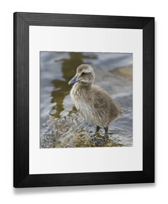 Framed Print : Europe, Iceland Framed Print : Europe, Iceland