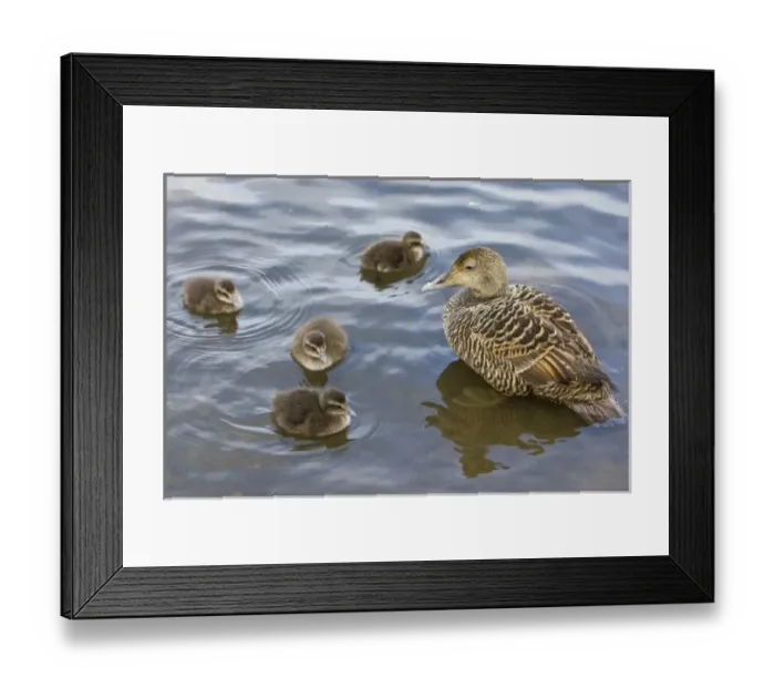 Framed Print : Female Eider duck and chicks swim in a city pond in Reykjavik, Iceland Framed Print : Female Eider duck and chicks swim in a city pond in Reykjavik, Iceland