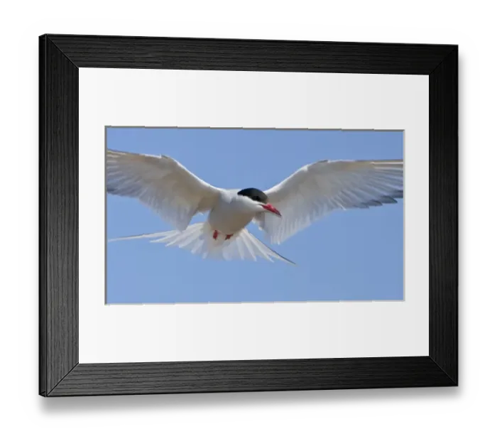 Framed Print : Arctic Tern in flight in Iceland Framed Print : Arctic Tern in flight in Iceland