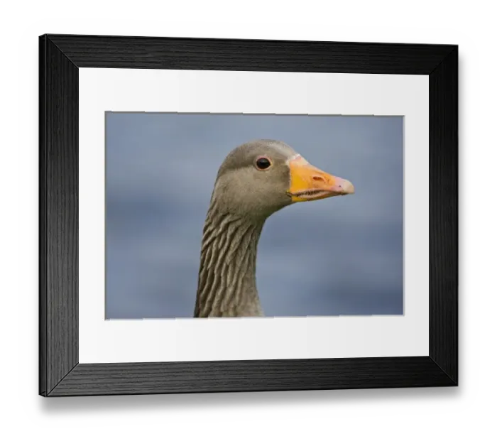 Framed Print : Greylag goose at a pond in Reykjavik, Iceland