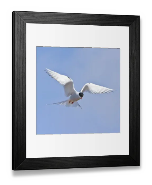 Framed Print : Arctic Tern in flight in Iceland Framed Print : Arctic Tern in flight in Iceland