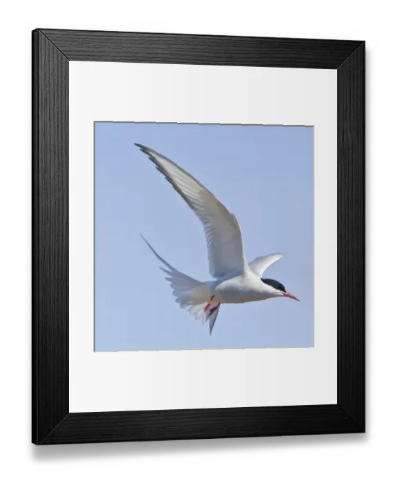 Framed Print : Arctic Tern in flight in Iceland Framed Print : Arctic Tern in flight in Iceland