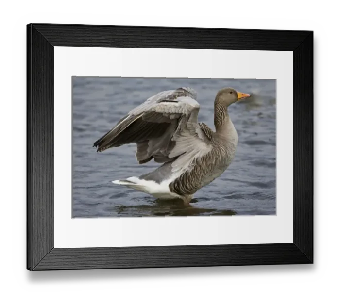 Framed Print : Greylag goose at a pond in Reykjavik, Iceland