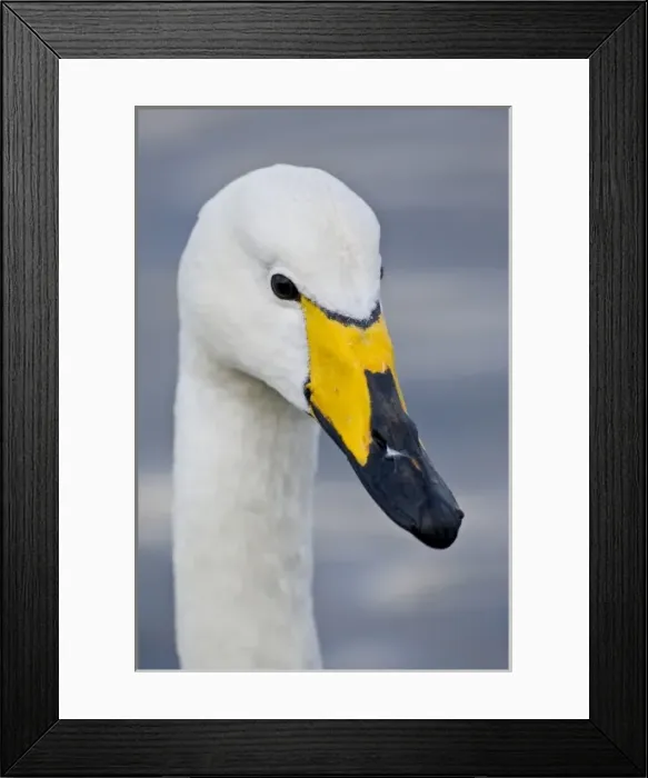 Framed Print : Whooper Swan at a pond in Reykjavik, Iceland Framed Print : Whooper Swan at a pond in Reykjavik, Iceland