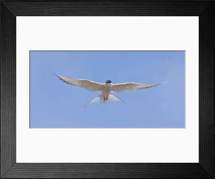 Framed Print : Arctic Tern in flight in Iceland Framed Print : Arctic Tern in flight in Iceland