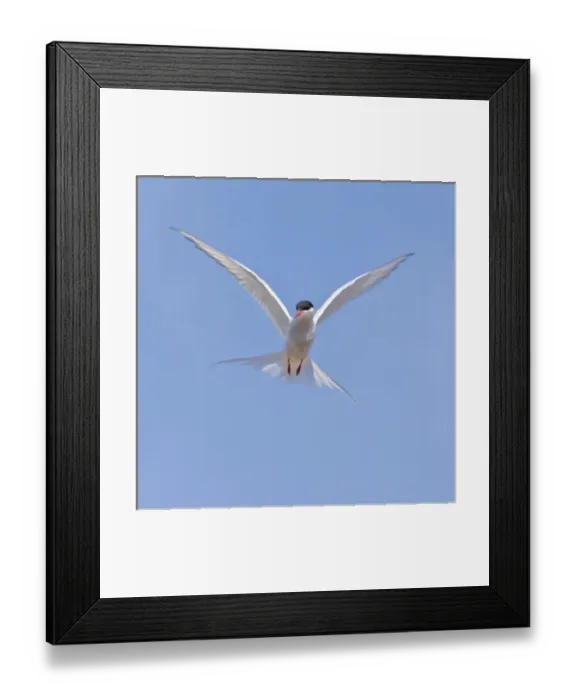 Framed Print : Arctic Tern in flight in Iceland Framed Print : Arctic Tern in flight in Iceland