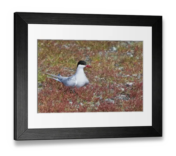 Framed Print : Arctic Tern guards a nest in Iceland Framed Print : Arctic Tern guards a nest in Iceland