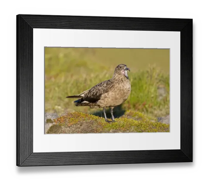 Framed Print : Europe, Iceland Framed Print : Europe, Iceland