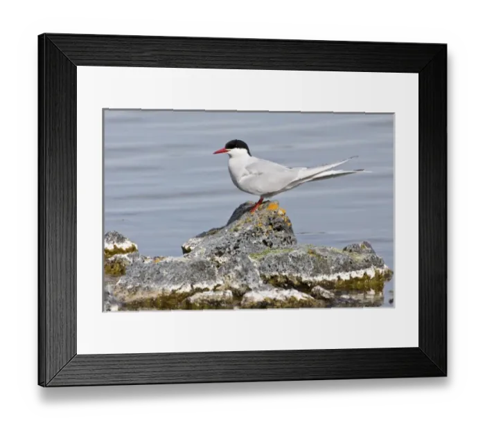 Framed Print : Europe, Iceland