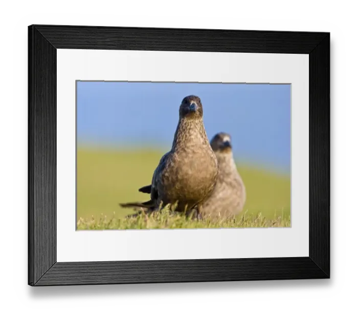 Framed Print : Europe, Iceland Framed Print : Europe, Iceland