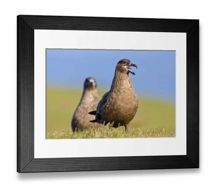 Framed Print : Europe, Iceland Framed Print : Europe, Iceland