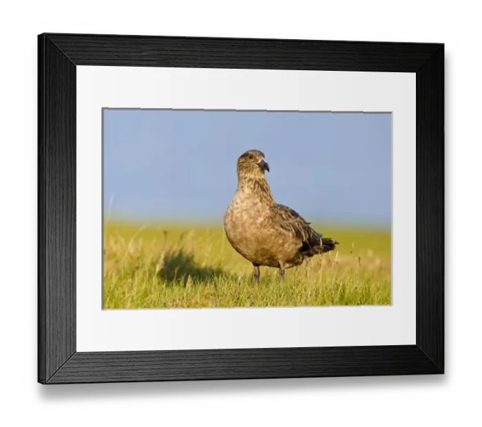 Framed Print : Europe, Iceland Framed Print : Europe, Iceland