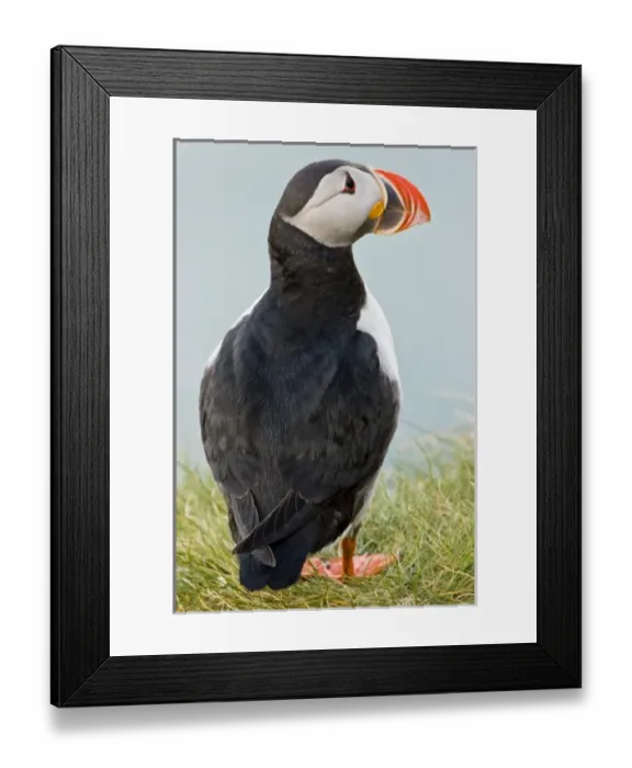 Framed Print : Europe, Iceland Framed Print : Europe, Iceland