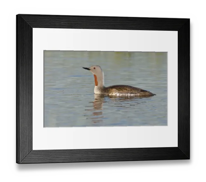 Framed Print : Europe, Iceland Framed Print : Europe, Iceland