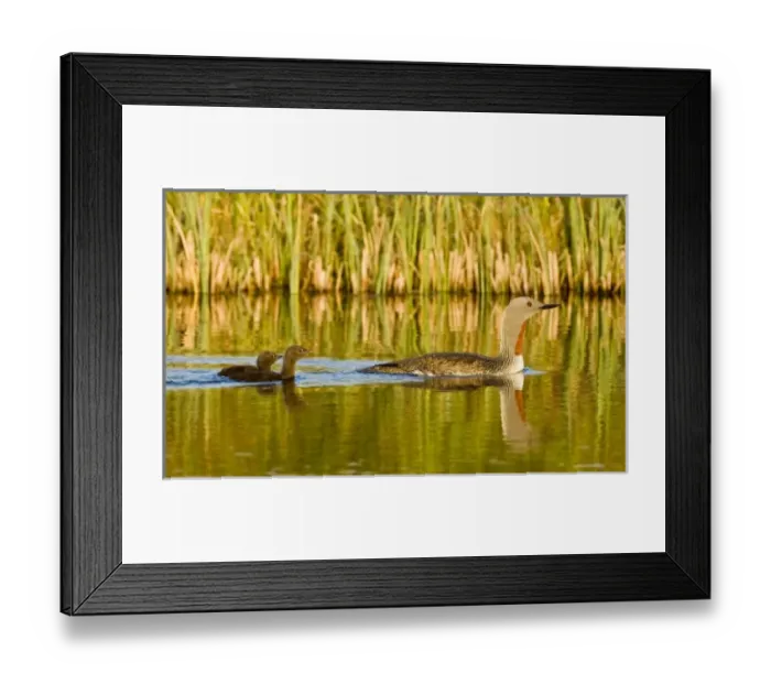 Framed Print : Europe, Iceland Framed Print : Europe, Iceland