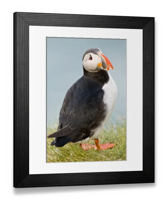 Framed Print : Europe, Iceland Framed Print : Europe, Iceland
