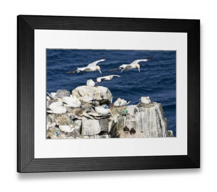 Framed Print : Northern Gannet colony in northeastern Iceland Framed Print : Northern Gannet colony in northeastern Iceland