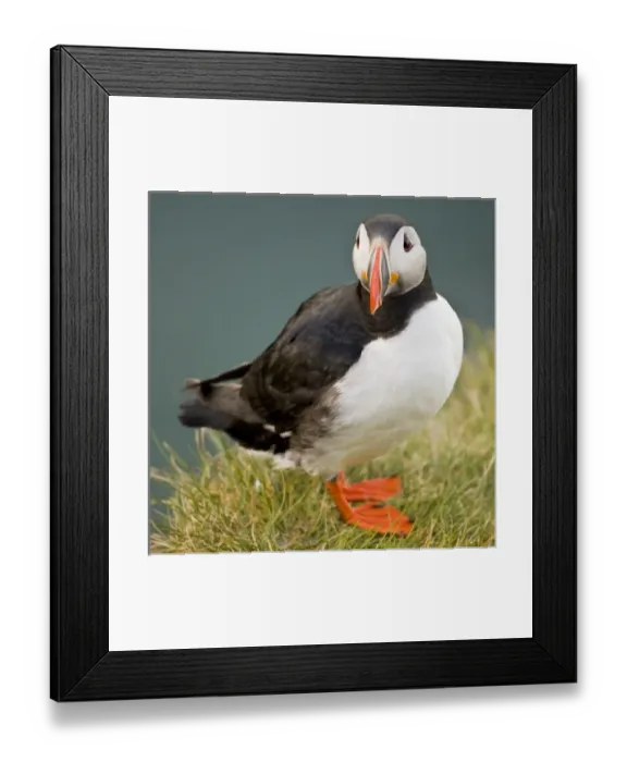 Framed Print : Europe, Iceland Framed Print : Europe, Iceland