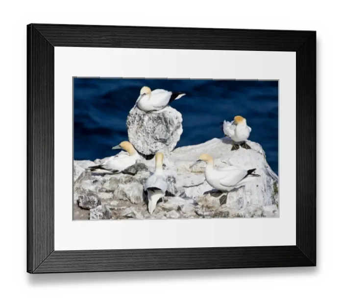 Framed Print : Northern Gannet colony in northeastern Iceland Framed Print : Northern Gannet colony in northeastern Iceland