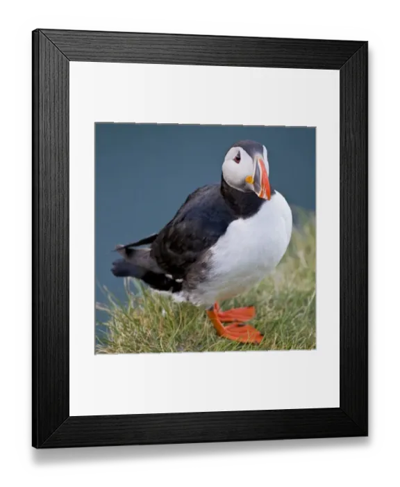 Framed Print : Europe, Iceland Framed Print : Europe, Iceland