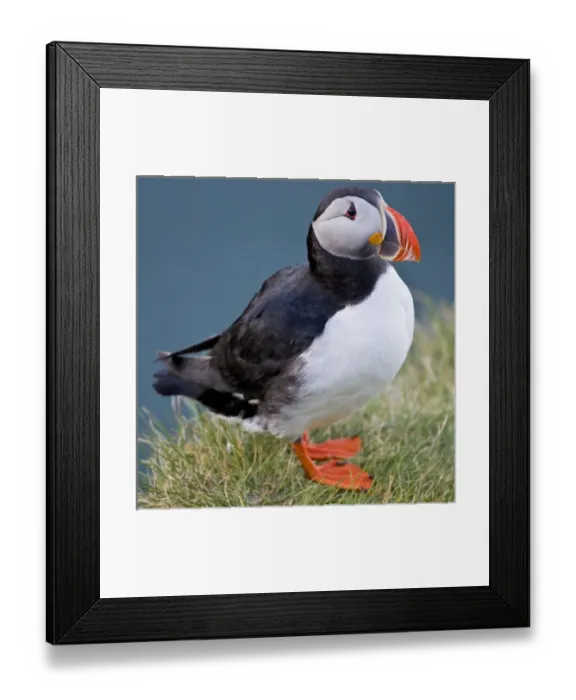 Framed Print : The Atlantic Puffin, a pelagic seabird, shown here in breeding colors Framed Print : The Atlantic Puffin, a pelagic seabird, shown here in breeding colors